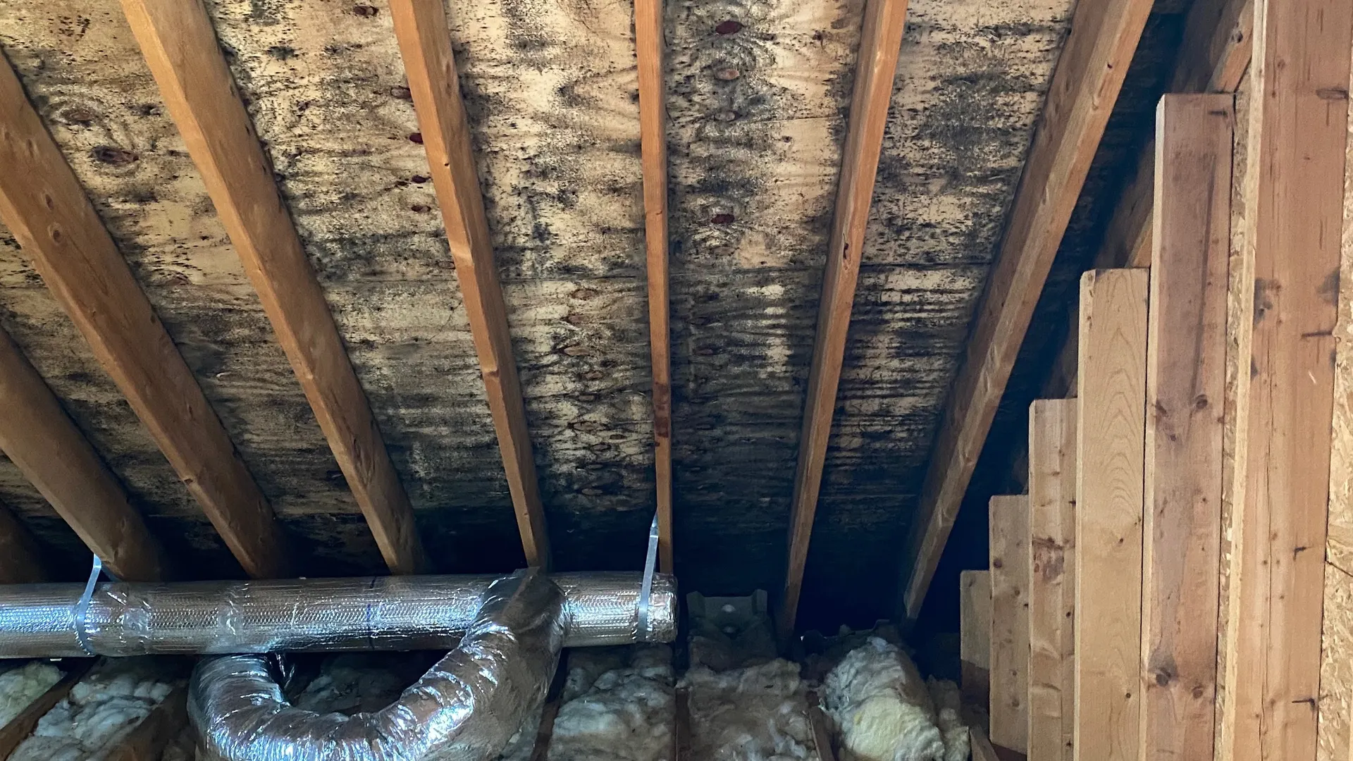 Mold growth on attic roof sheathing and rafters before remediation