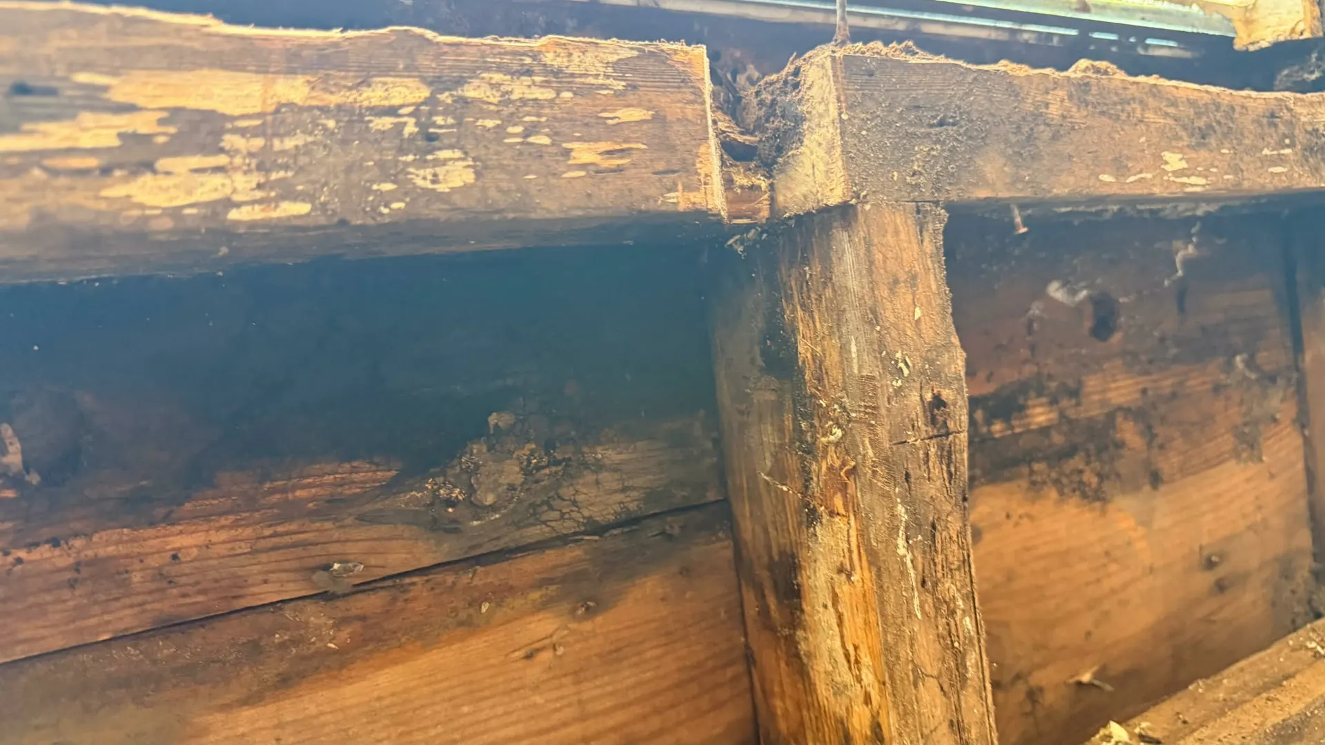Black mold growth on a basement wall cavity behind removed drywall