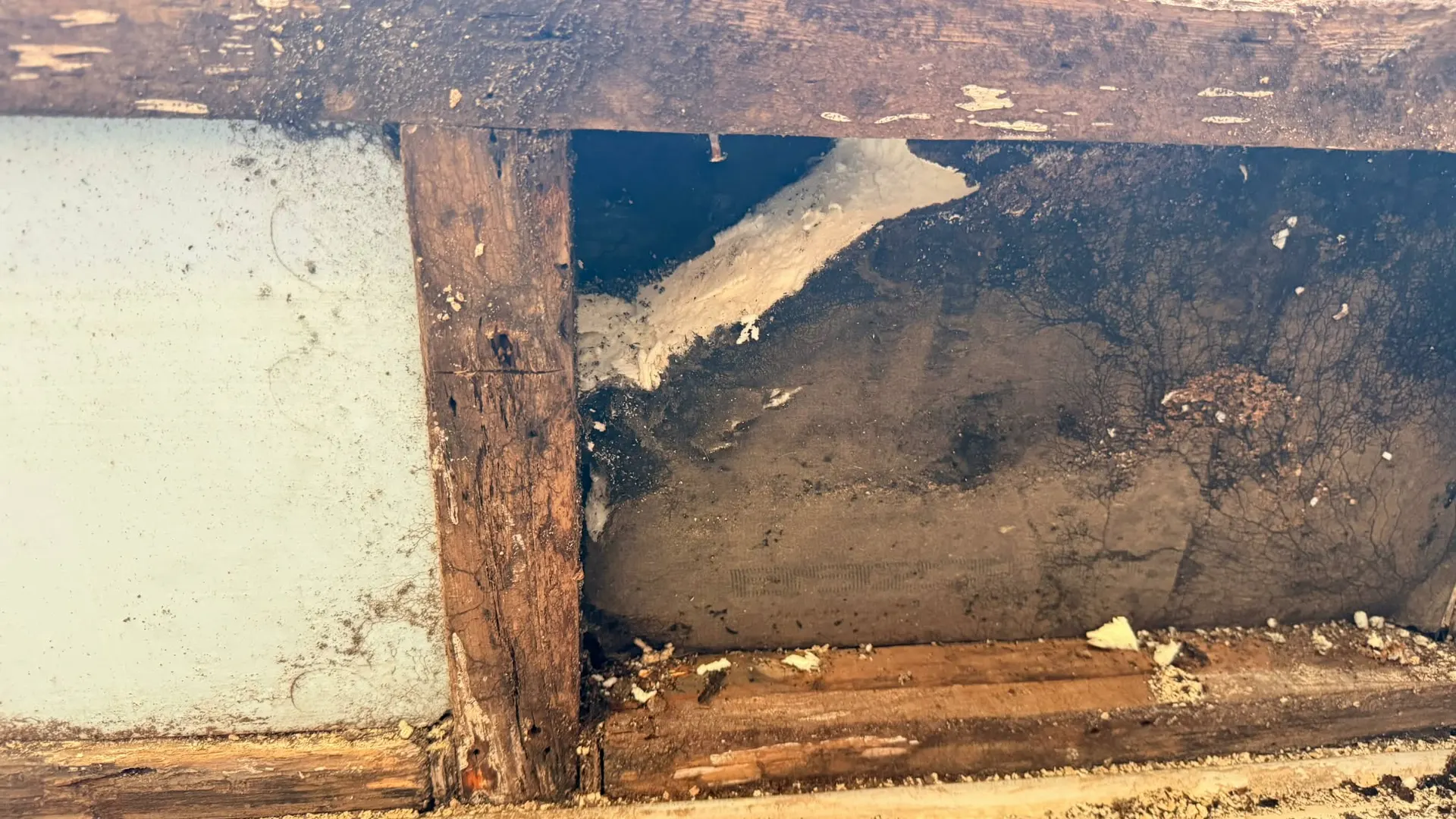 Moldy floor framing and subfloor in a damp crawl space