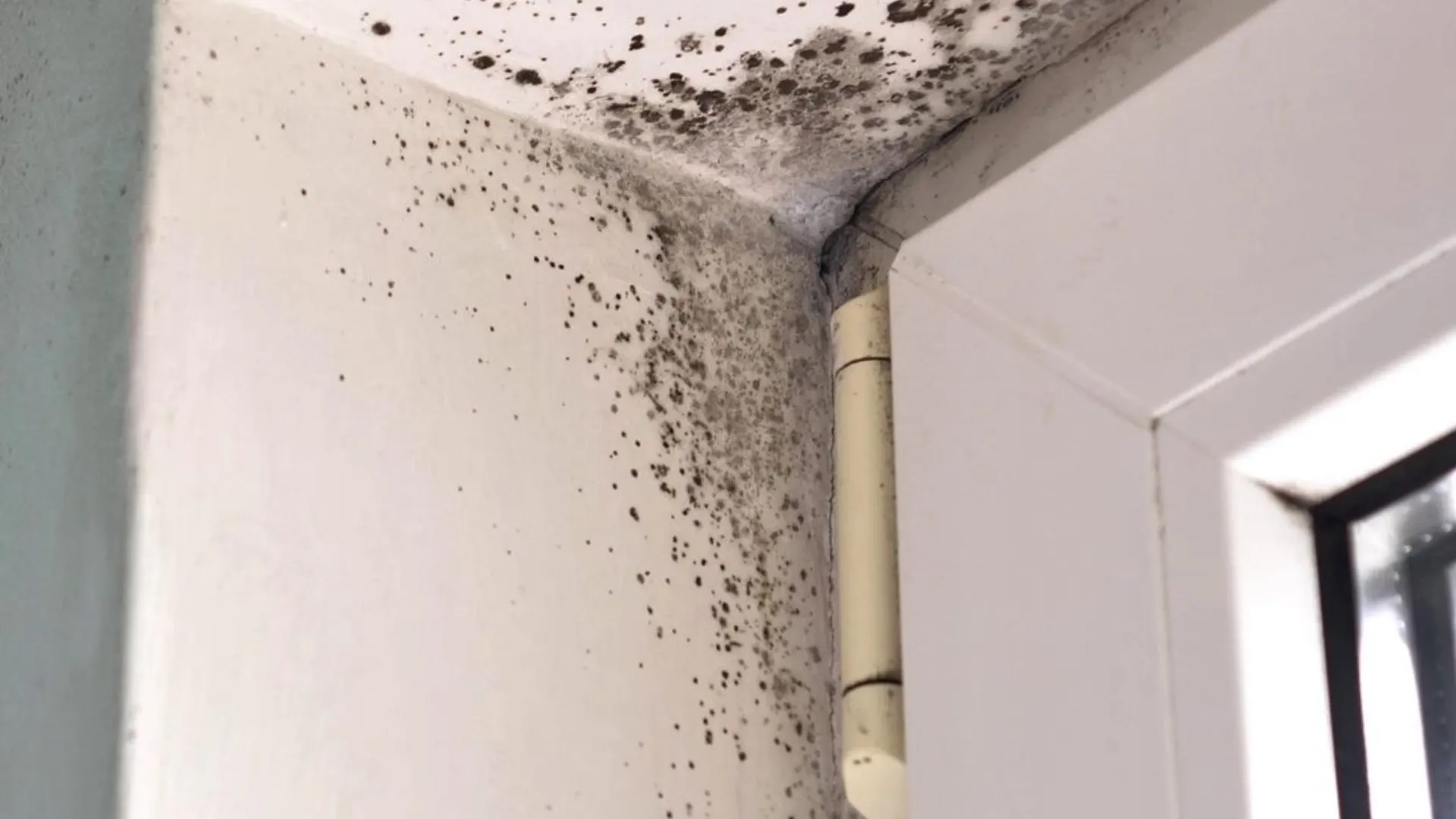 Mold spreading across a bedroom wall found during a mold inspection