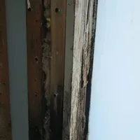 Black mold on a wooden window frame and wall cavity
