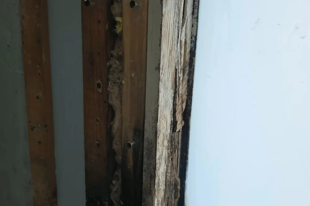 Black mold on a wooden window frame and wall cavity
