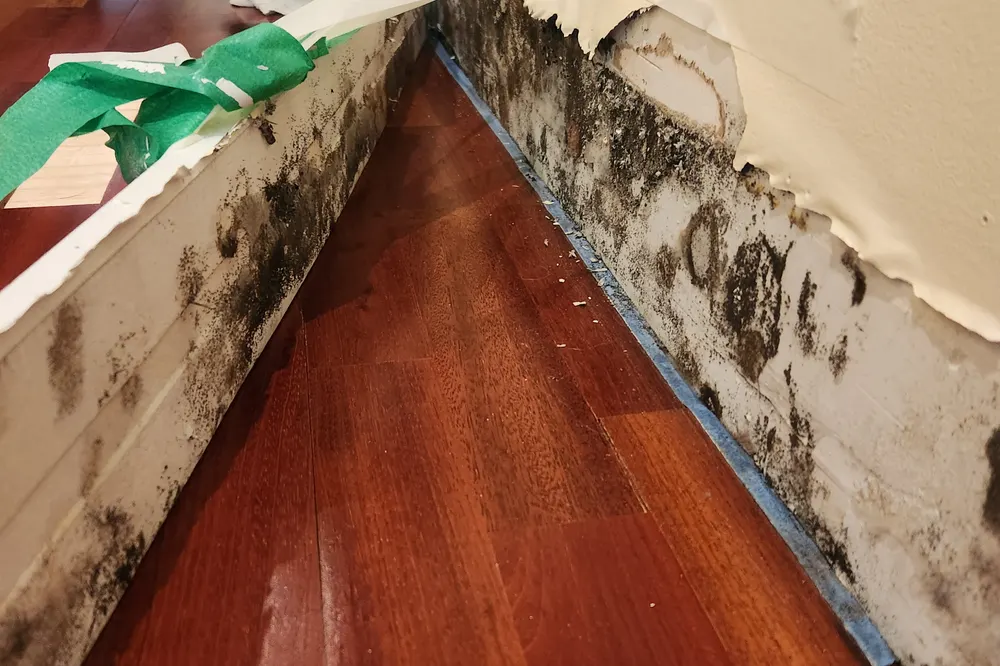 Mold growing along a baseboard above a hardwood floor