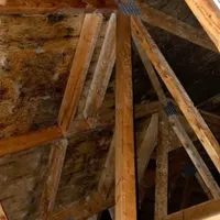 Dark mold growth on attic roof sheathing and rafters