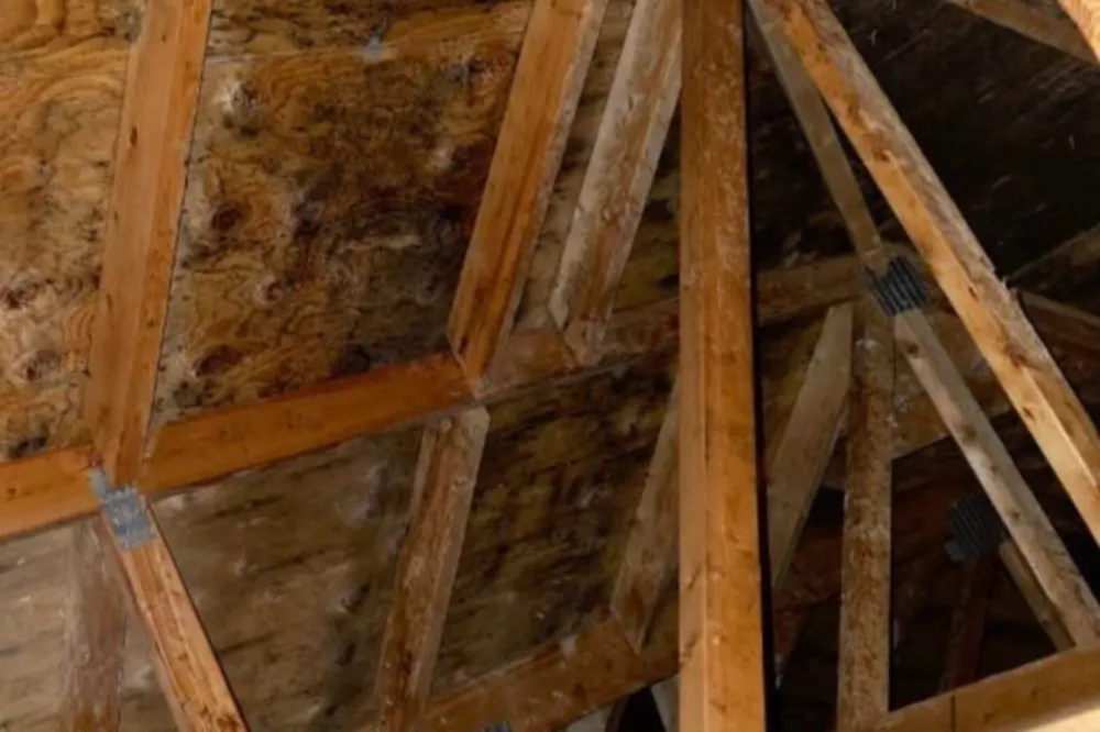 Dark mold growth on attic roof sheathing and rafters