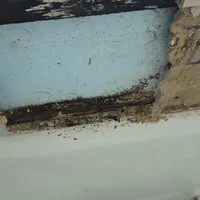 Moldy wood framing above water-damaged insulation board