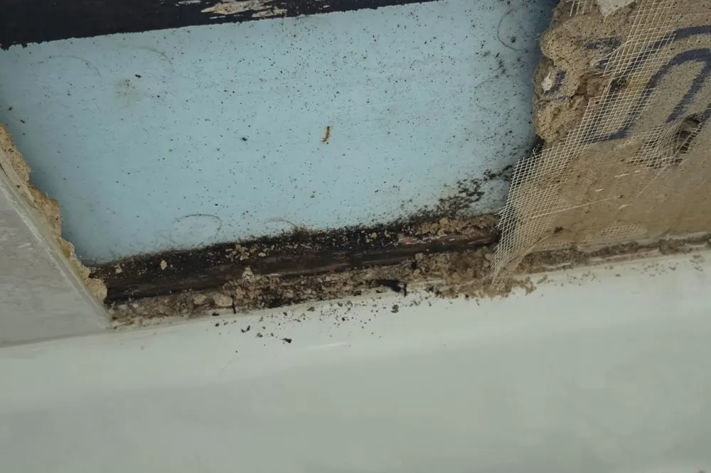 Moldy wood framing above water-damaged insulation board