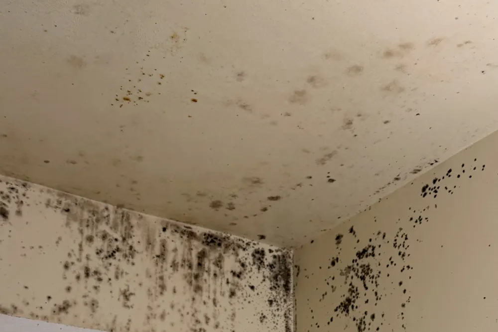 Mold spreading across a bathroom wall and ceiling in a rental home
