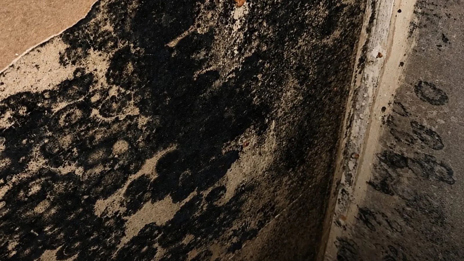 Black mold growth on a basement wall cavity behind removed drywall