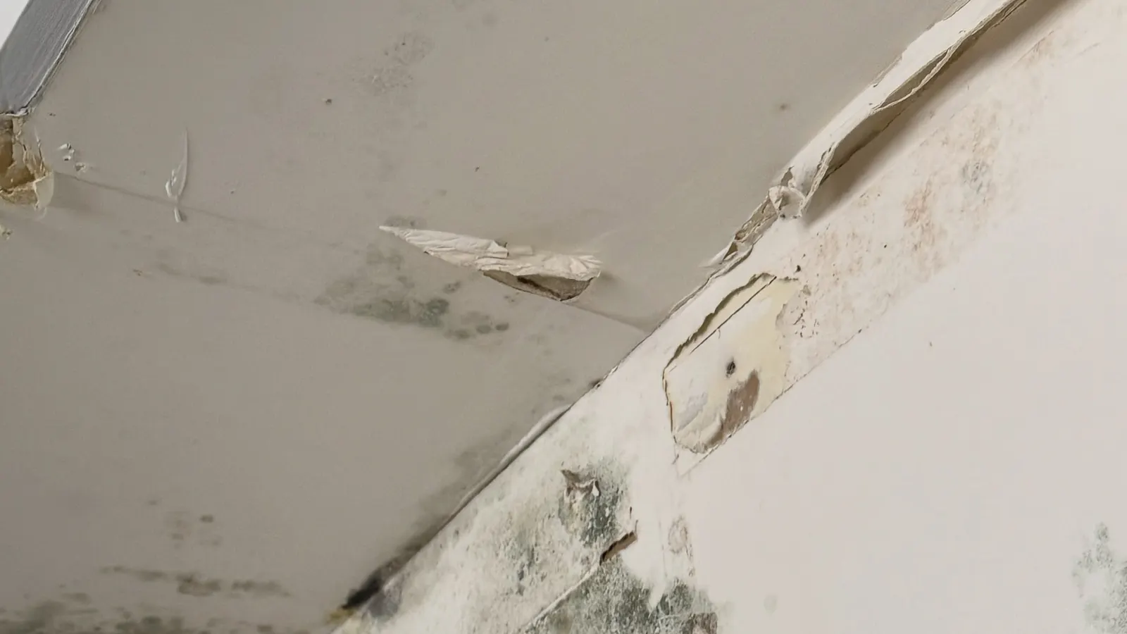 Mold growth on a bathroom ceiling and wall corner