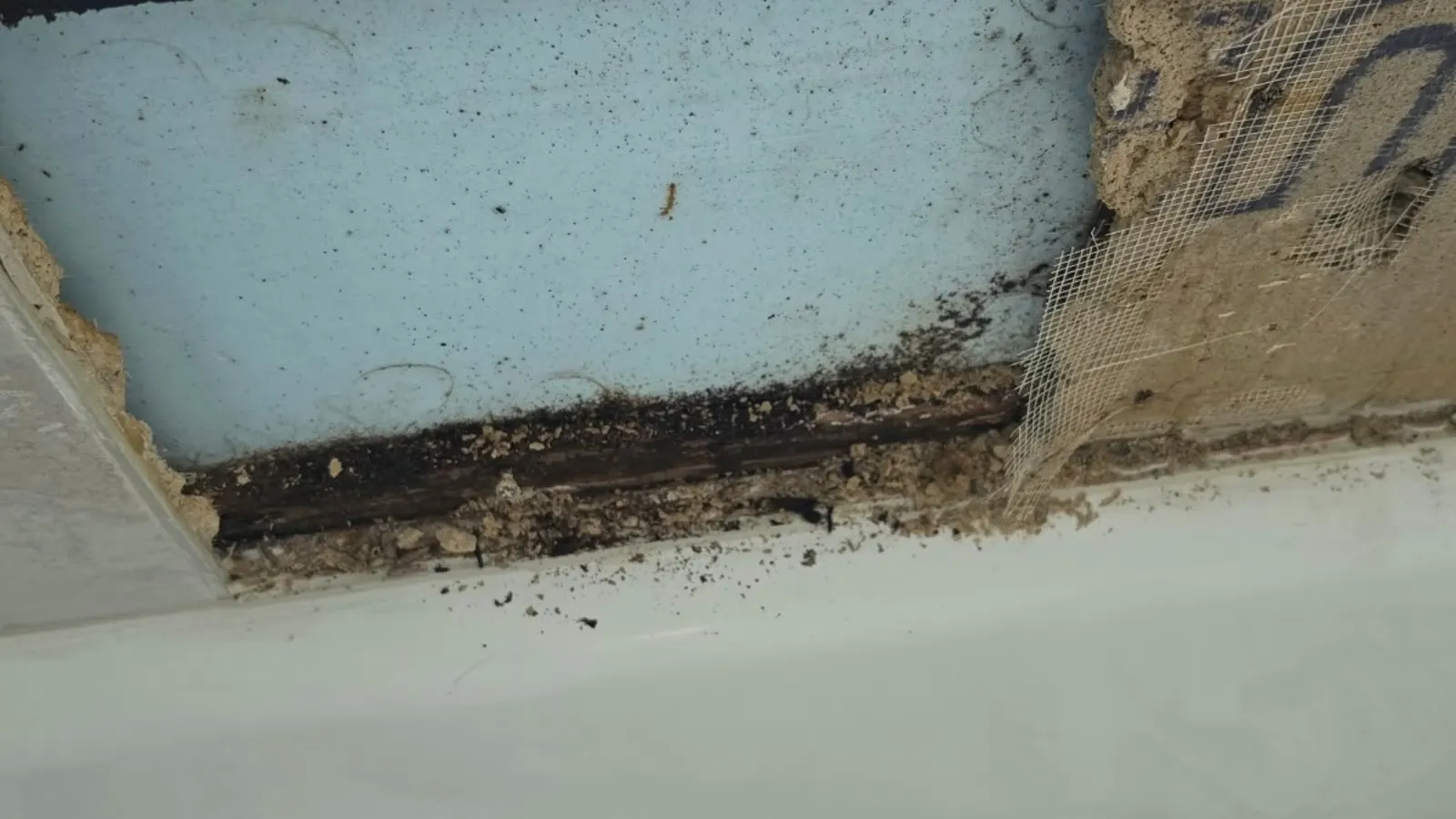 Moldy floor framing and subfloor in a damp crawl space