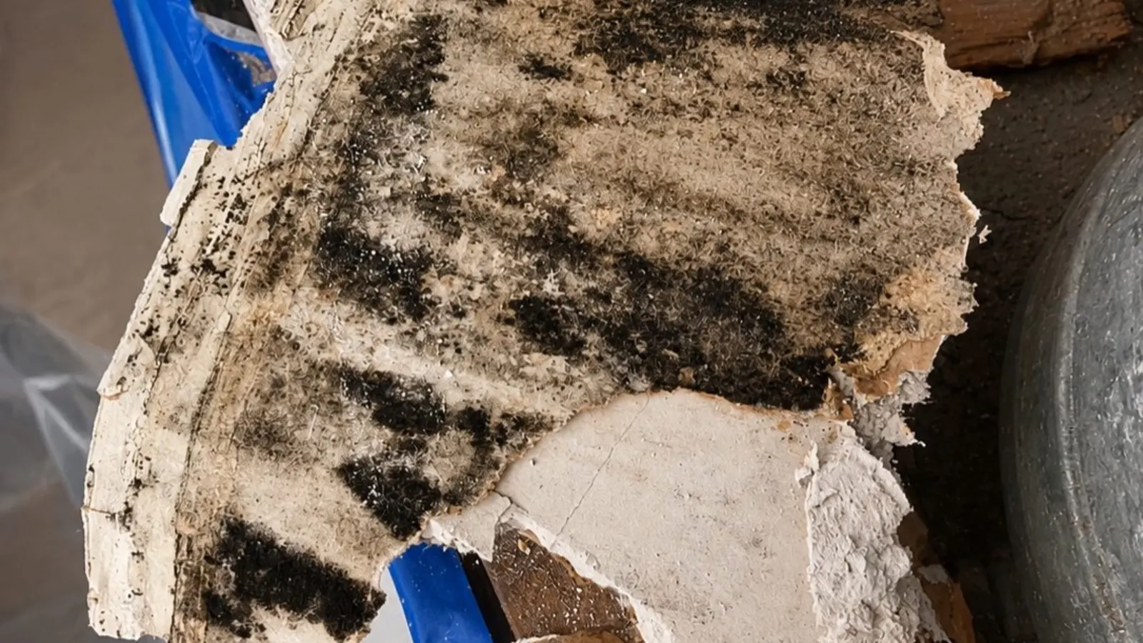 Moldy drywall removed after flood water damage in a New Jersey home