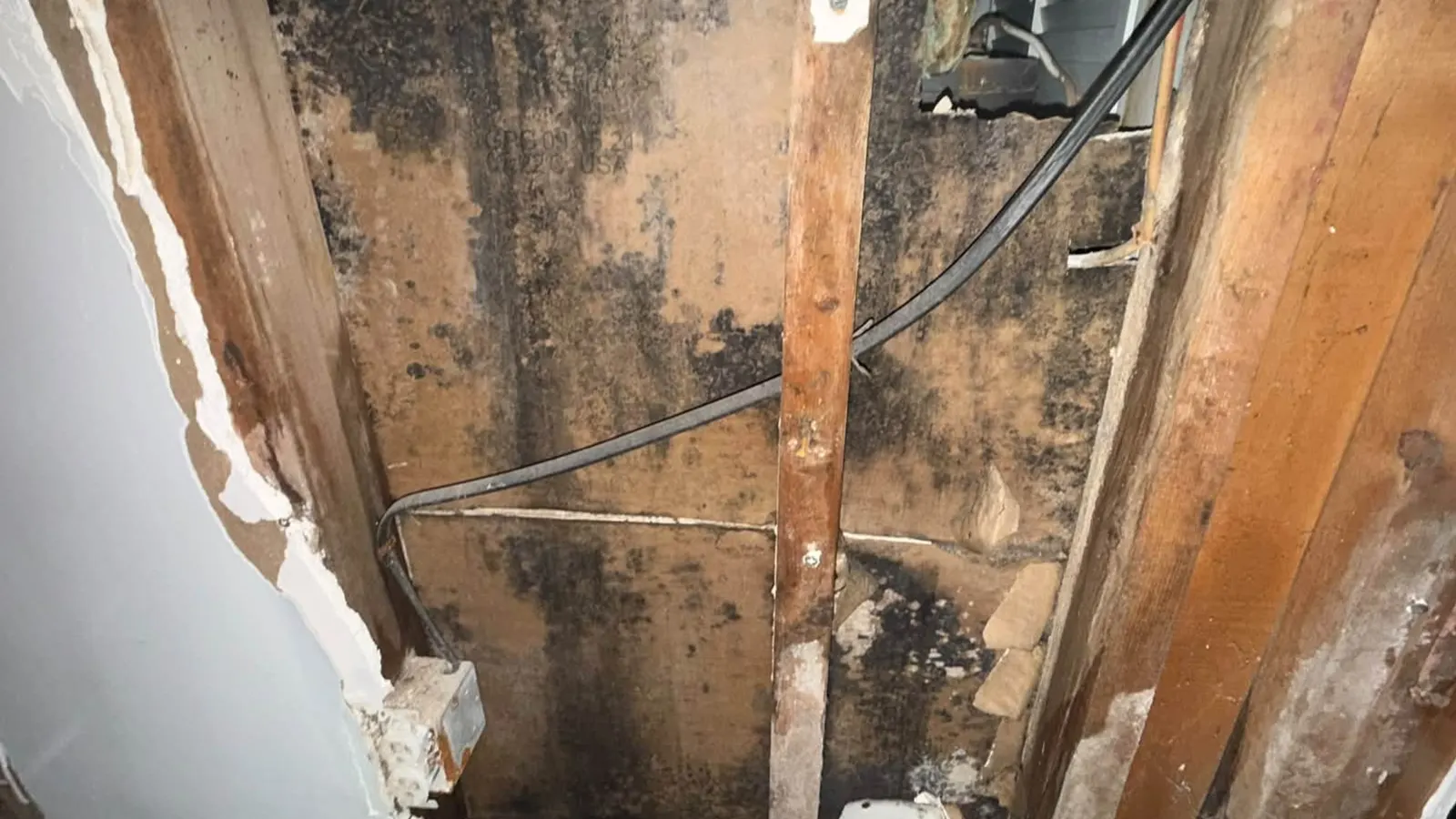 Mold-damaged wall framing exposed after drywall removal in a New Jersey home