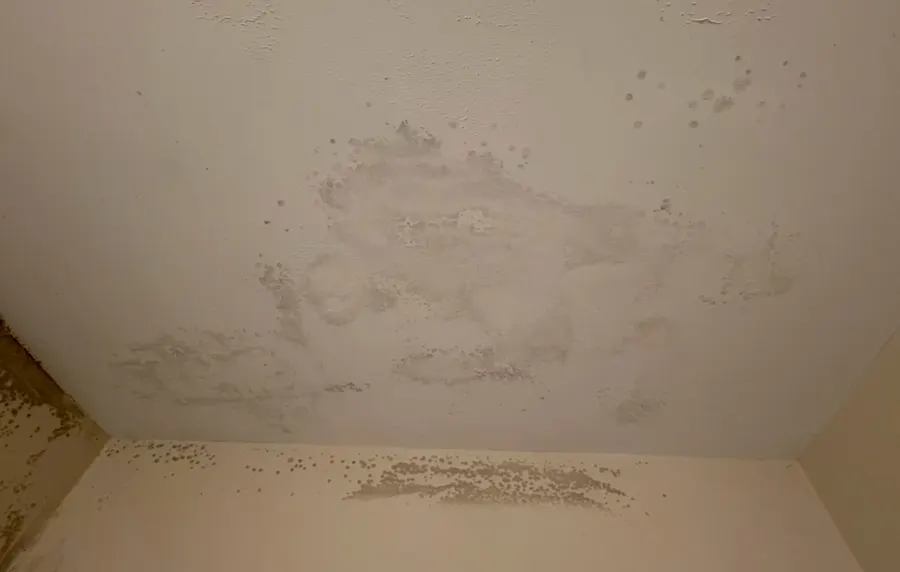 Bathroom Ceiling Mold Removal in Red Bank, NJ, photo 1