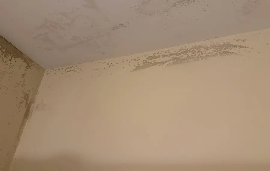 Bathroom Ceiling Mold Removal in Red Bank, NJ, photo 3
