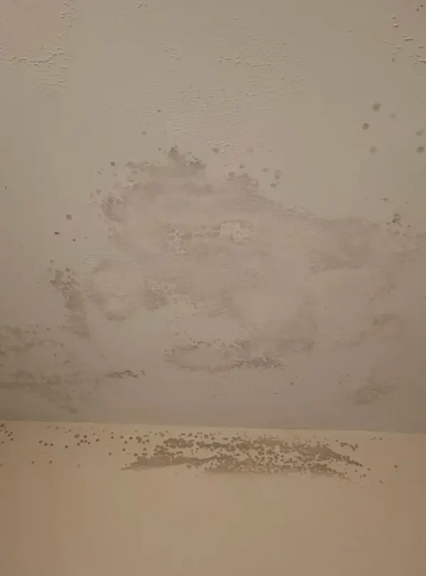 Bathroom Ceiling Mold Removal in Red Bank, NJ
