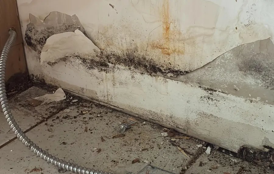 Kitchen Sink Leak Mold Remediation in Marlboro, NJ, photo 4