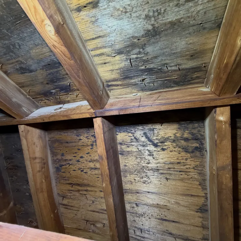 Attic Mold Remediation in New Jersey